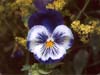 Blue Pansy